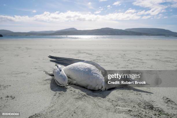 dead sea bird on expanse of beach - dead animal stock pictures, royalty-free photos & images