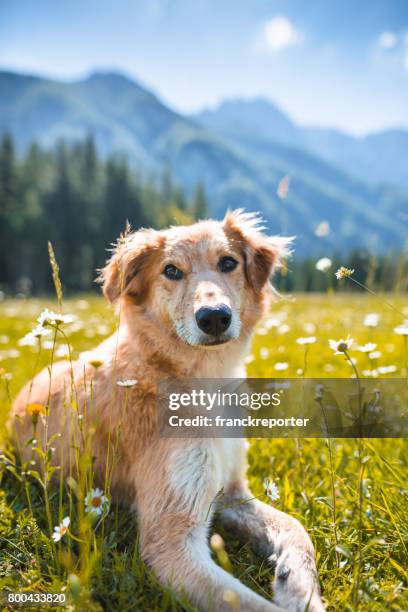 portrait de golden retriever dans la prairie - prairie dog photos et images de collection