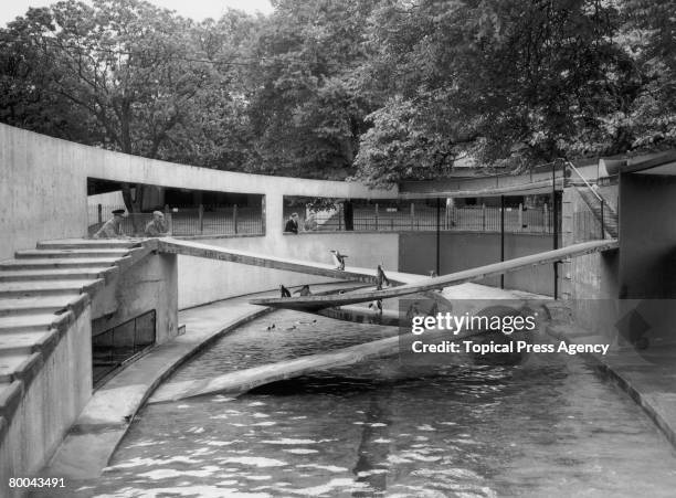The Penguin Pool at London Zoo, in Regent's Park, 8th July 1954. It was designed by Berthold Lubetkin in 1934.