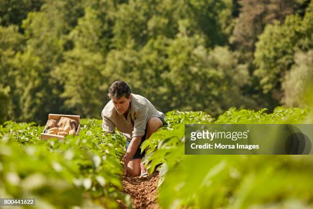 hombre maduro cosechar patatas en el campo - agricultura fotografías e imágenes de stock