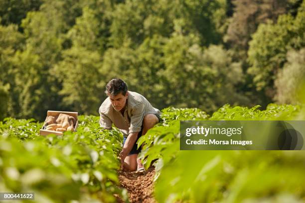 mature man harvesting potatoes on field - potatoes stock pictures, royalty-free photos & images