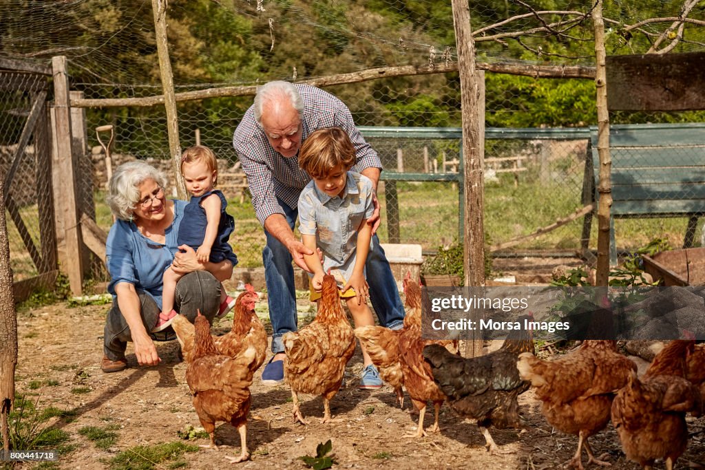 Grandparents with children feeding hens in coop