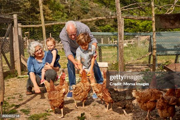 mor-och farföräldrar med barn mata hönorna i hönshuset - baby chicken bildbanksfoton och bilder