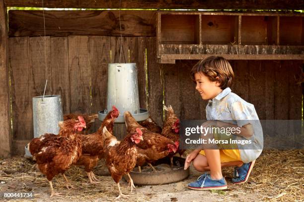 lachende jongen kippen in coop kijken op zonnige dag - kippenhok stockfoto's en -beelden