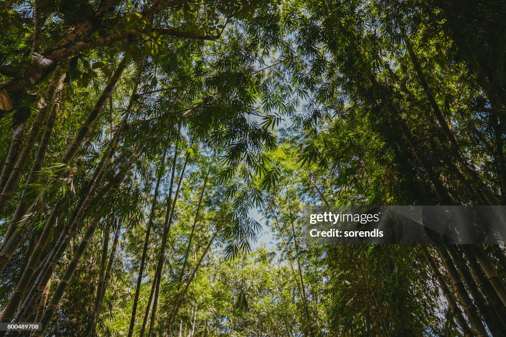 Foresta di bambù