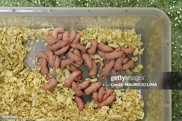 Picture taken on February 12, 2008 of a box containing dozens of 3-day-old hairless mice that are bred as serpents food, at the Butantan Institute in...