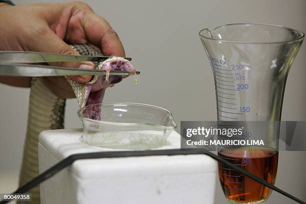 Picture taken on February 12, 2008 of a lab worker extracting venom from a serpent classified as "Jararaca" , at the Butantan Institute in Sao Paulo,...