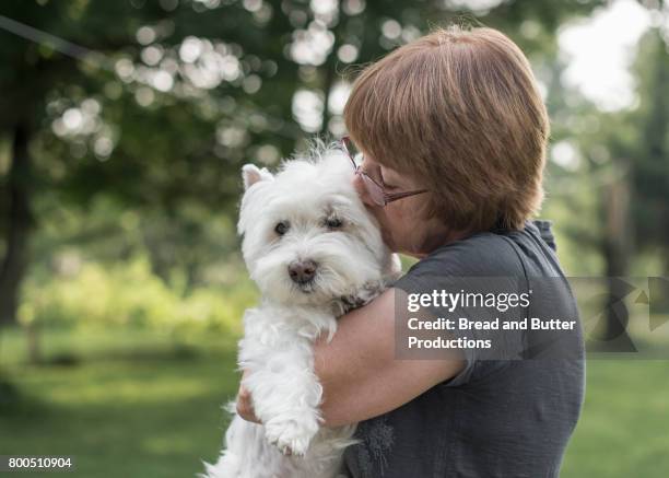 mature woman hugging west highland white terrier dog - west highland white terrier stock pictures, royalty-free photos & images