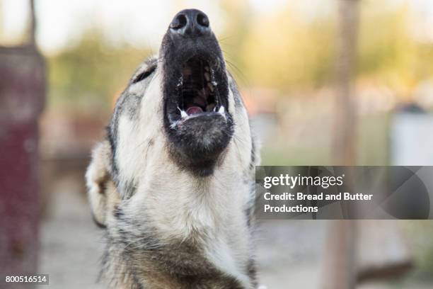 portrait of alaskan husky sled dog howling - alaskan husky stock pictures, royalty-free photos & images