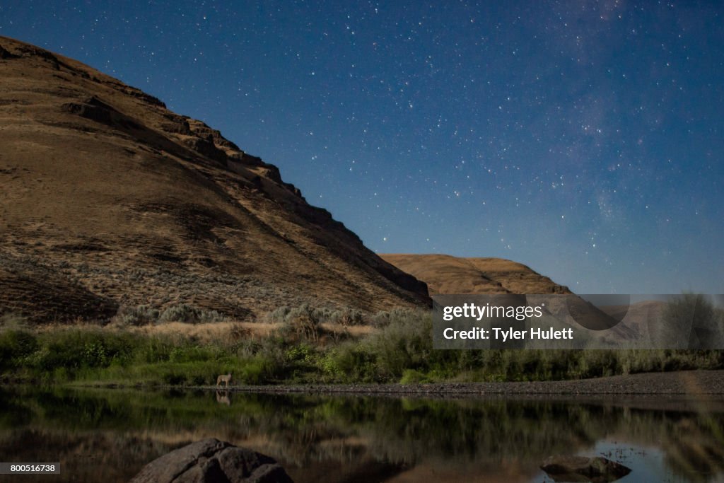 Coyote under the stars on a riverbank