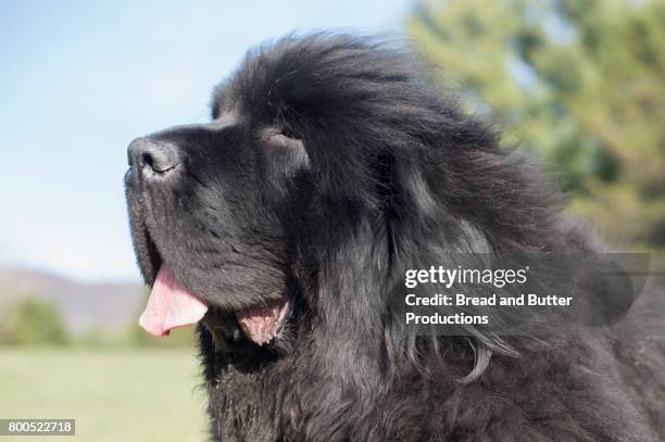 close up of newfoundland dog outdoors - newfoundlandshund bildbanksfoton och bilder