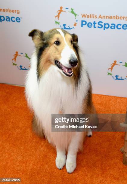 Lassie the dog at the grand opening of The Wallis Annenberg PetSpace on June 24, 2017 in Playa Vista, California.