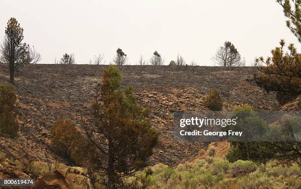Cut Off Ridge Fire Burnt trees stand on a ridge line after a wildfire passed through on ...