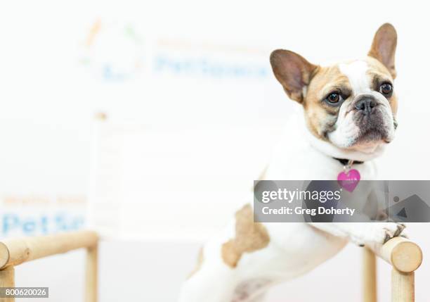 Dog Stella attends the Grand Opening Celebration For The Wallis Annenberg PetSpace at the Wallis Annenberg PetSpace on June 24, 2017 in Playa Vista,...