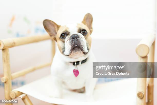 Dog Stella attends the Grand Opening Celebration For The Wallis Annenberg PetSpace at the Wallis Annenberg PetSpace on June 24, 2017 in Playa Vista,...