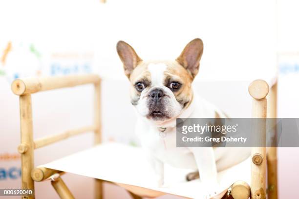 Dog Stella attends the Grand Opening Celebration For The Wallis Annenberg PetSpace at the Wallis Annenberg PetSpace on June 24, 2017 in Playa Vista,...