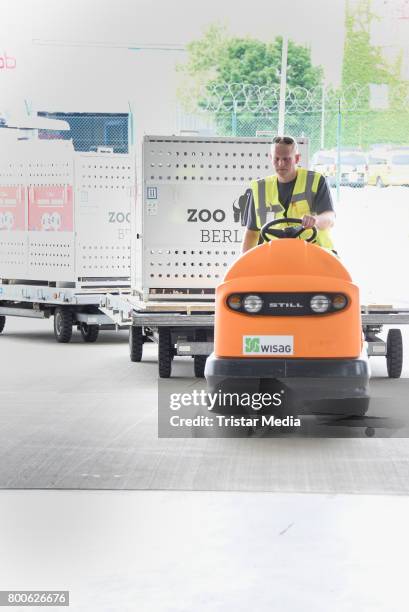 The Panda bears arrive at airport Berlin Tegel on June 24, 2017 in Berlin, Germany.