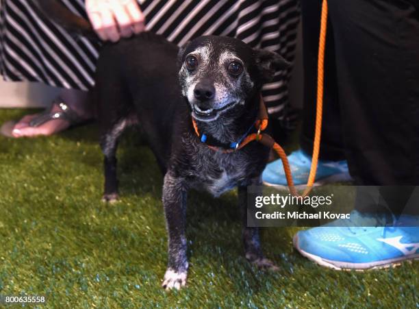 Newly adopted Libby at the grand opening of The Wallis Annenberg PetSpace on June 24, 2017 in Playa Vista, California.