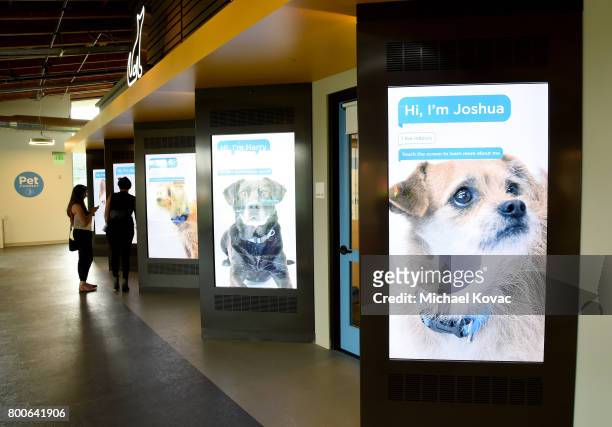View of the atmosphere at the grand opening of The Wallis Annenberg PetSpace on June 24, 2017 in Playa Vista, California.