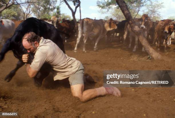 Cow Wrangling 11 Levubu Stock Photos, High-Res Pictures, and Images - Getty Images