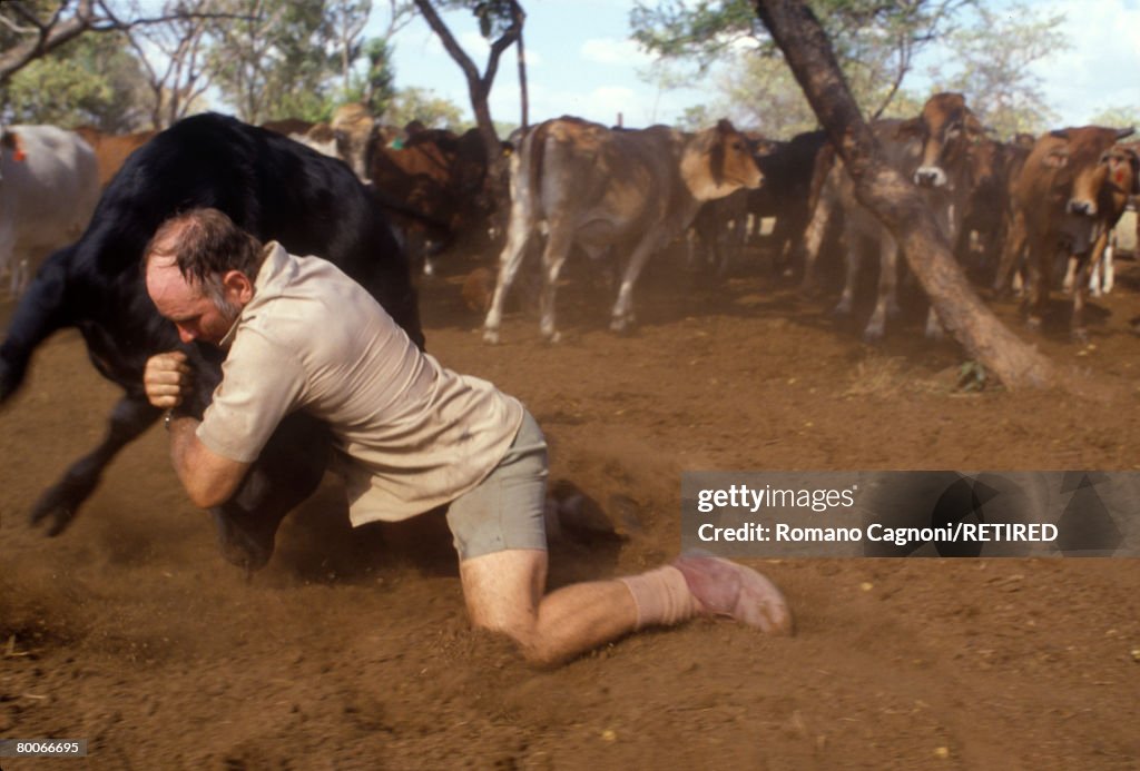 Wrangling A white farmer wrangling cattle at his ranch in Levubu, north-east ...