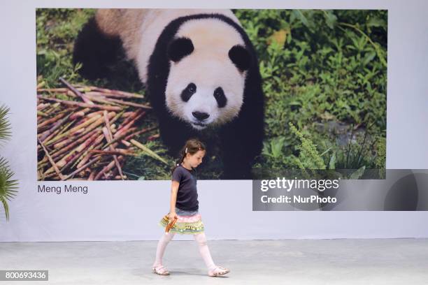 Girl walks past the pictures of panda couple Meng Meng and Jiao Qing before their arrival at the cargo terminal of the Airport Schoenefeld in...