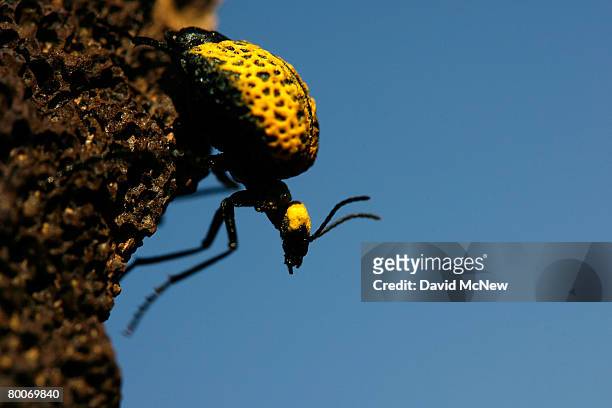 Beetle is covered with the yellow pollen of desert sunflowers at the beginning of the annual desert bloom inside Amboy Crater National Natural...