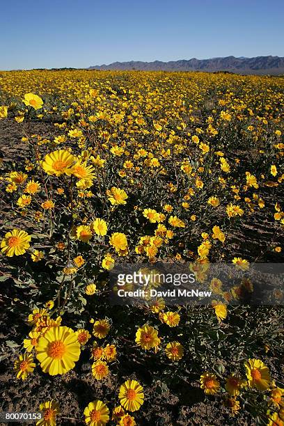 Desert sunflowers begin the annual desert bloom near Amboy Crater National Natural Landmark as a near-normal rain season follows a near-record dry...