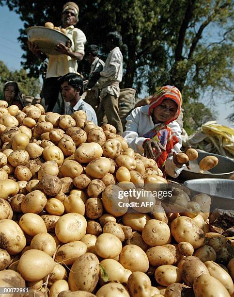 Indian farm labourers pack fresh potatoes in a field at Dehgam, some 30 kms. From Ahmedabad on March 1 where a 30 percent increas in production is...