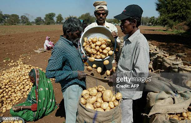 Indian farm labourers pack fresh potatoes in a field at Dehgam, some 30 kms. From Ahmedabad on March 1 where a 30 percent increase in production is...