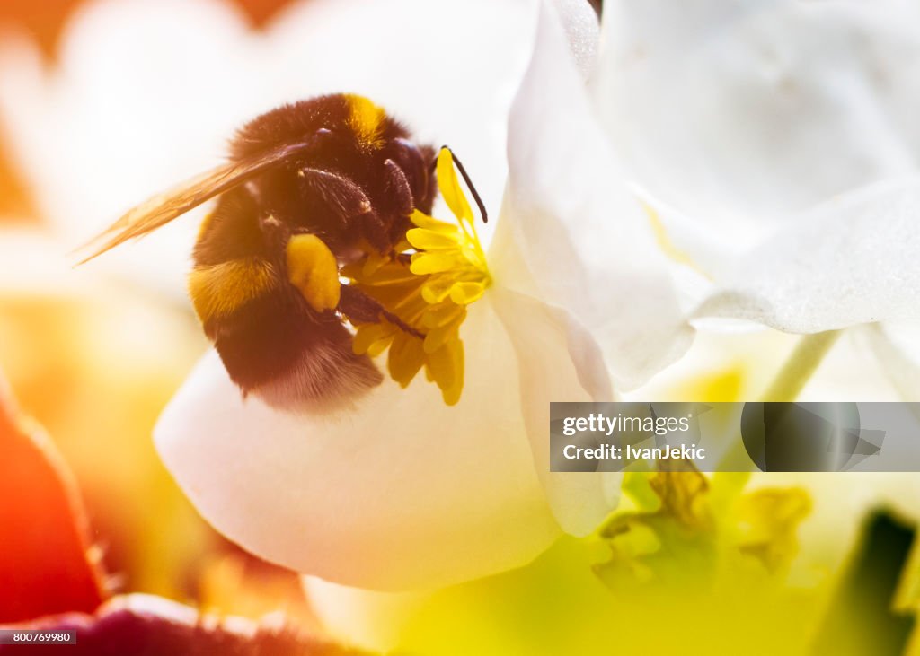 Bumblebee on a flower closeup