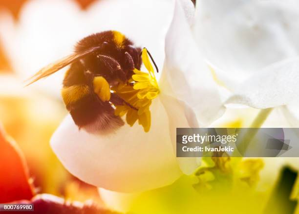 bumblebee on a flower closeup - pollen basket stock pictures, royalty-free photos & images