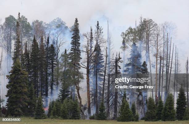 Wildfire burns through trees and ground cover on June 25, 2017 outside Panguitch, Utah. The fire named the "Brian Head Fire" started last week and...