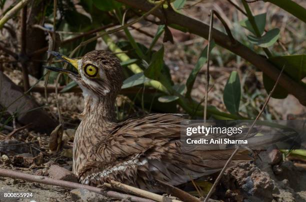 eurasian stone curlew (burhinus oedicnemus) - eurasian stone curlew burhinus oedicnemus stock-fotos und bilder