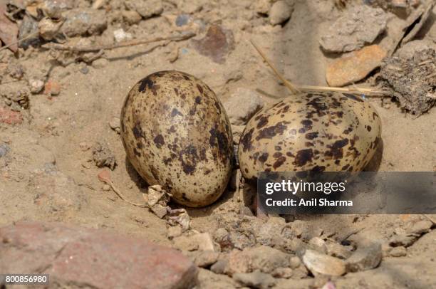 eurasian stone curlew (burhinus oedicnemus) - eurasian stone curlew burhinus oedicnemus stock-fotos und bilder