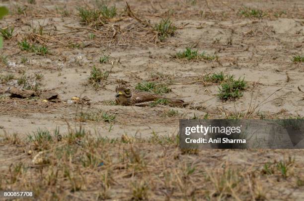 eurasian stone curlew (burhinus oedicnemus) - eurasian stone curlew burhinus oedicnemus stock-fotos und bilder