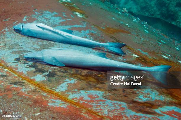 remora fish - remora fish stock pictures, royalty-free photos & images