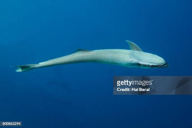 remora fish - remora fish stock-fotos und bilder