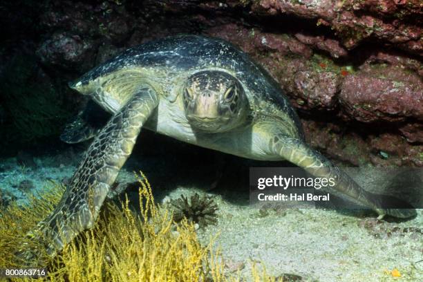 Green Sea Turtle Hal Beral Photos and Premium High Res Pictures - Getty ...