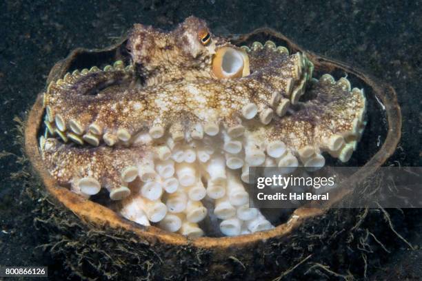 Octopus In A Shell Octopus Hiding Photos and Premium High Res Pictures - Getty Images