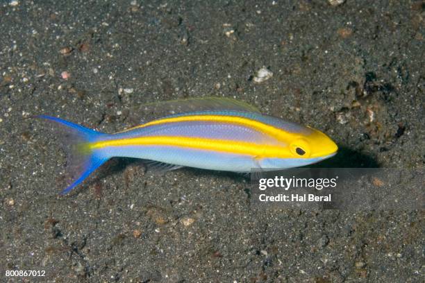 Whiptail Shell 118 Whiptail Stock Photos, High-Res Pictures, and Images - Getty Images