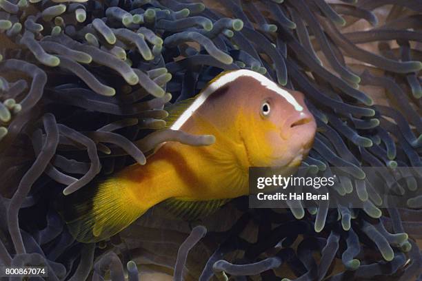 skunk anemoenfish - amphiprion akallopisos stock pictures, royalty-free photos & images