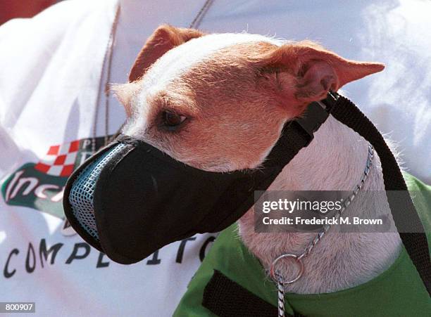 Dog awaits competition at the Incredible Dog Challenge hosted by the Purina Dog Food Company in Pomona, CA, April 2000. The winners will move on to...