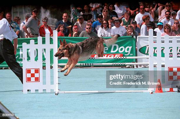 Rose, a German Shepherd, jumps over a hurdle during the Agility Competition at the Incredible Dog Challenge in Pomona, C.A., April 8, 2000. The...