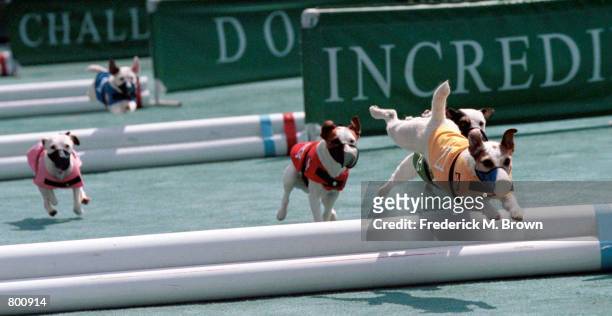 Dogs compete in the Jack Russell Terrier Hurdle Racing Competition at the Incredible Dog Challenge in Pomona, CA, April 8, 2000. The winners will...