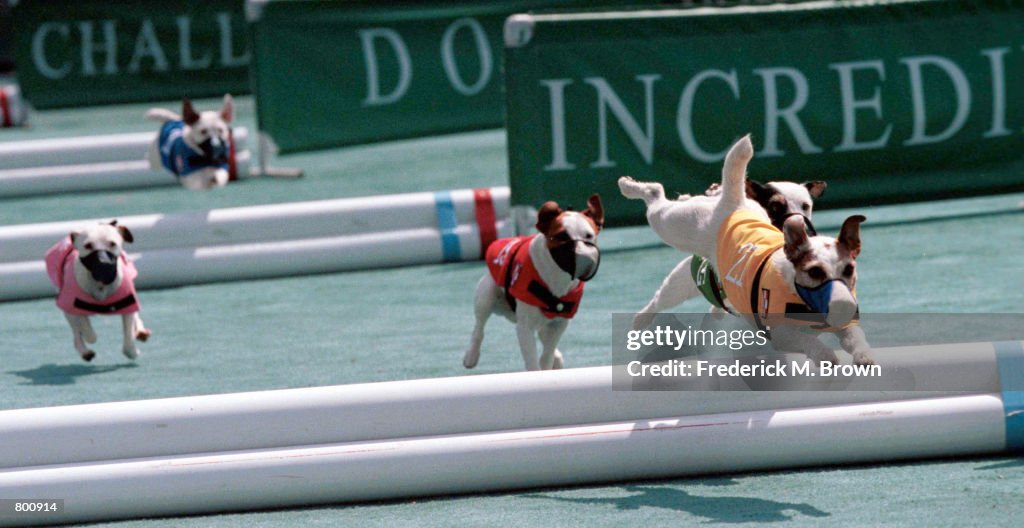 Terrier Dogs in Hurdle Racing Competition