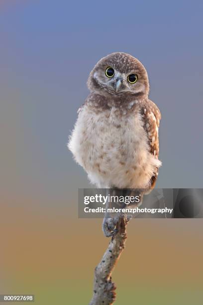 curious owlet - mochuelo excavador fotografías e imágenes de stock