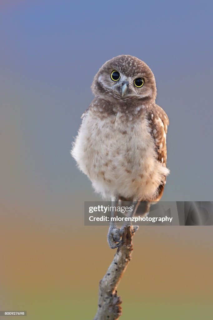 Curious Owlet