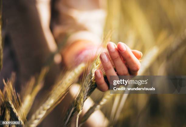 woman touching the heads of wheat in a cultivated field - cevada imagens e fotografias de stock