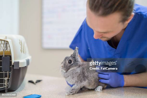 un veterinario hombre realiza un chequeo de rutina en un conejo - fat hairy men fotografías e imágenes de stock